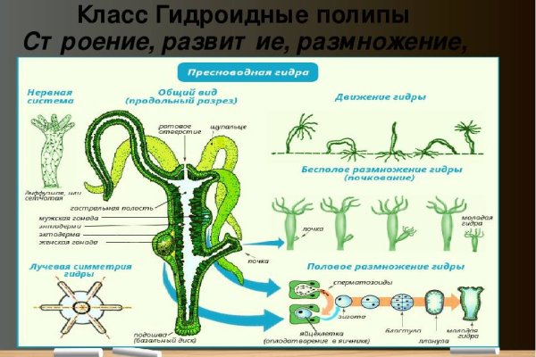 Кракен маркет только через тор скачать